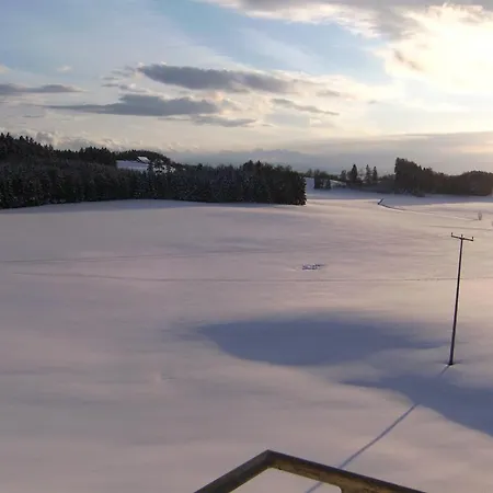 Grüner Baum Kongo * Amtzell