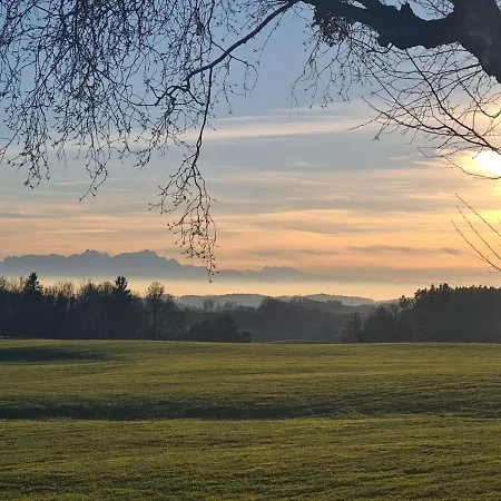 Grüner Baum Kongo *